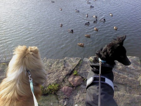 Cztar och Venuz besöker änder